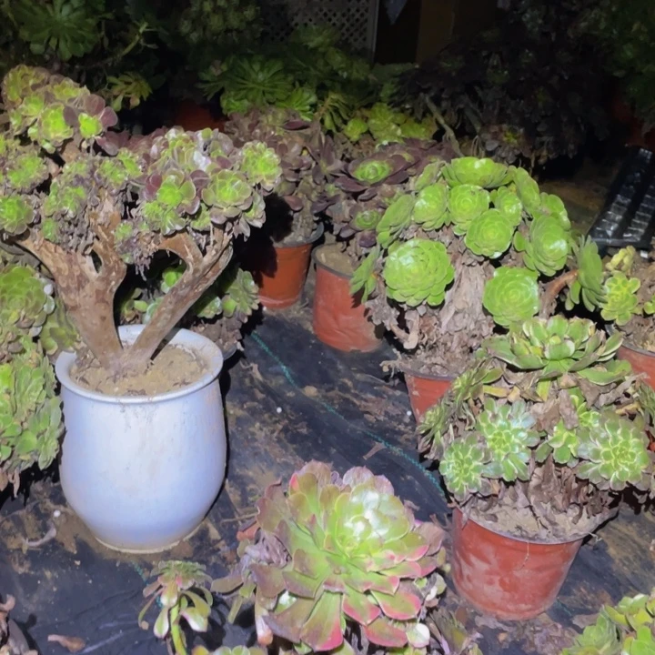 璞***豆12福利纳福多肉植物