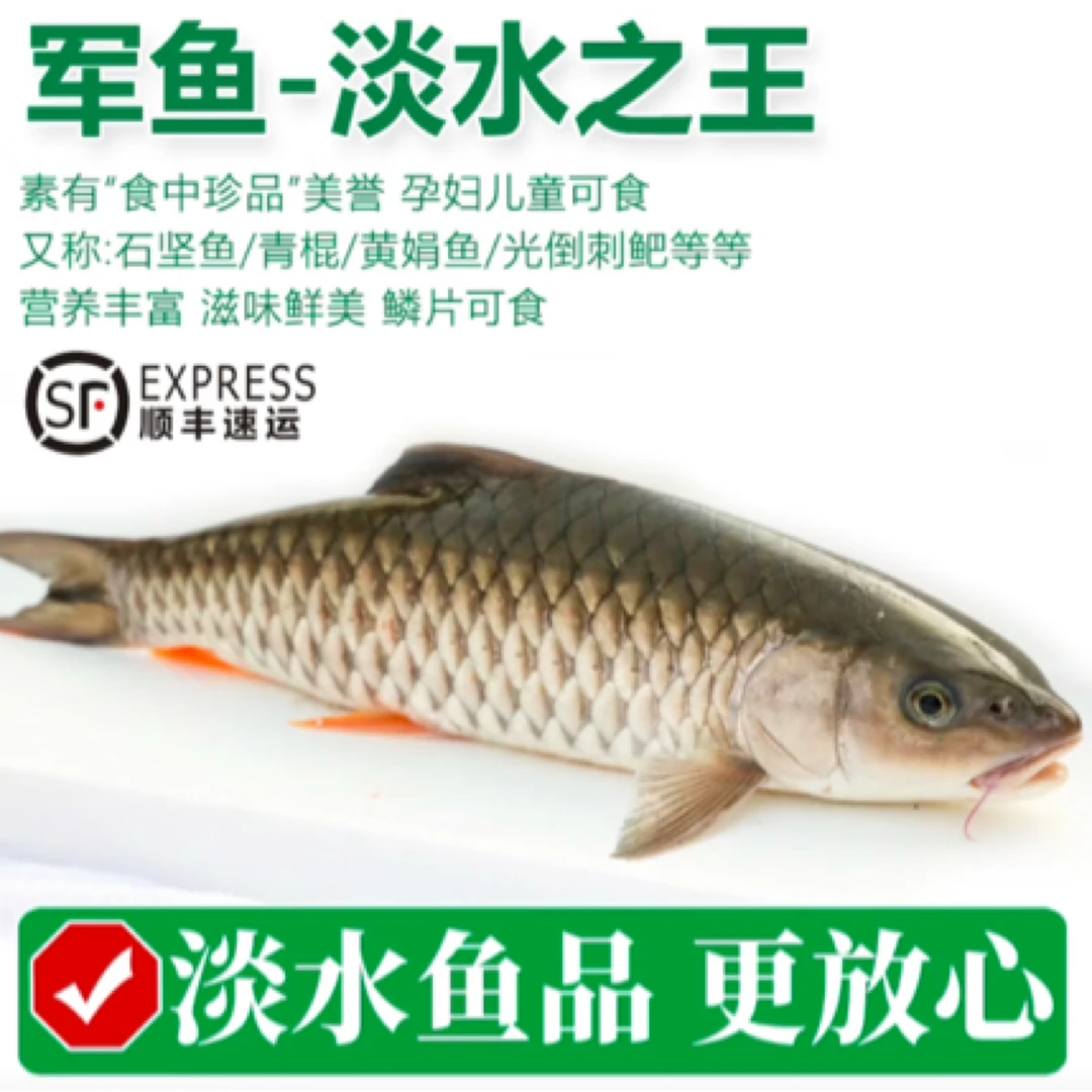 天然水库（原生军鱼）活鱼发货