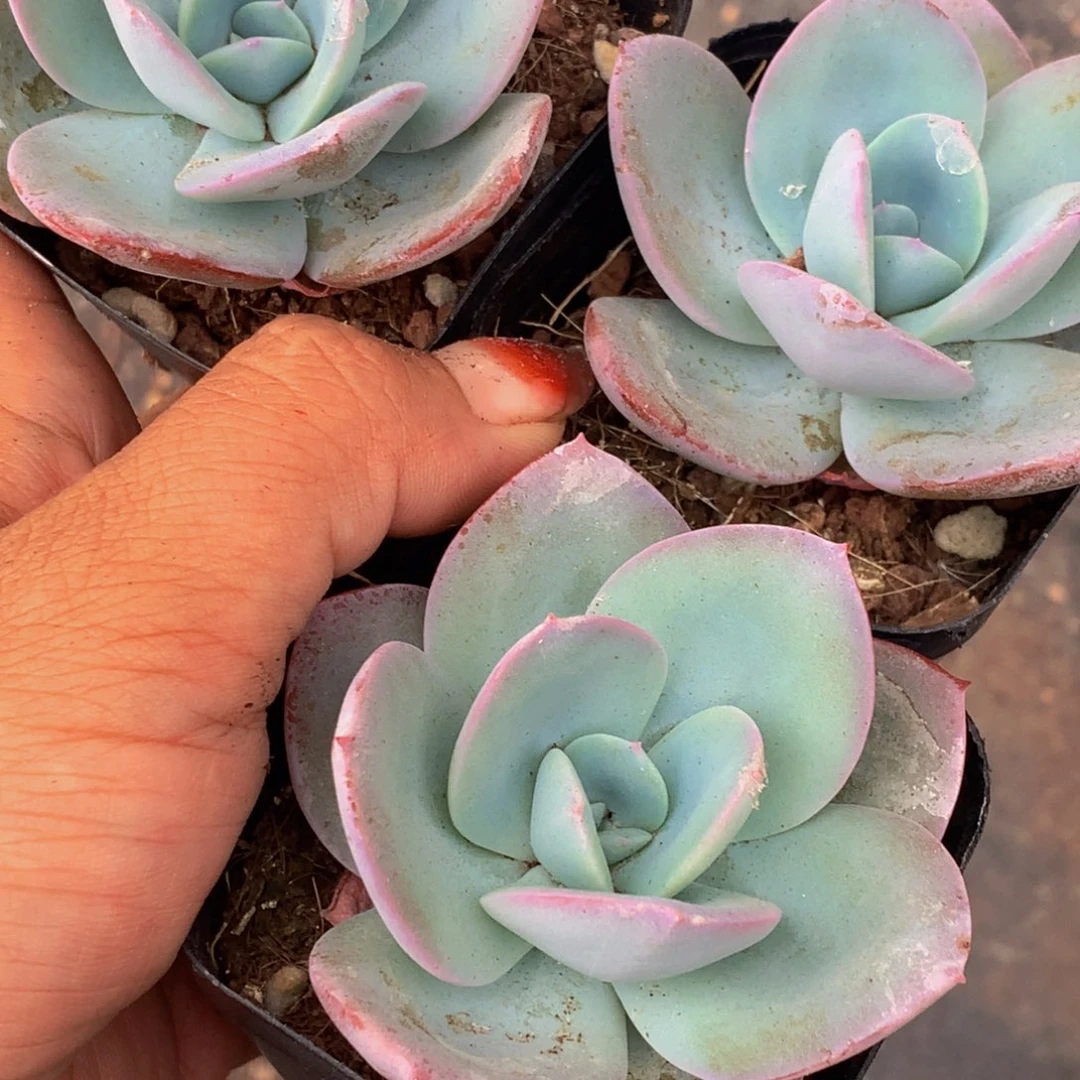 布鲁兰。（满9.99包邮不满9.99发叶子）