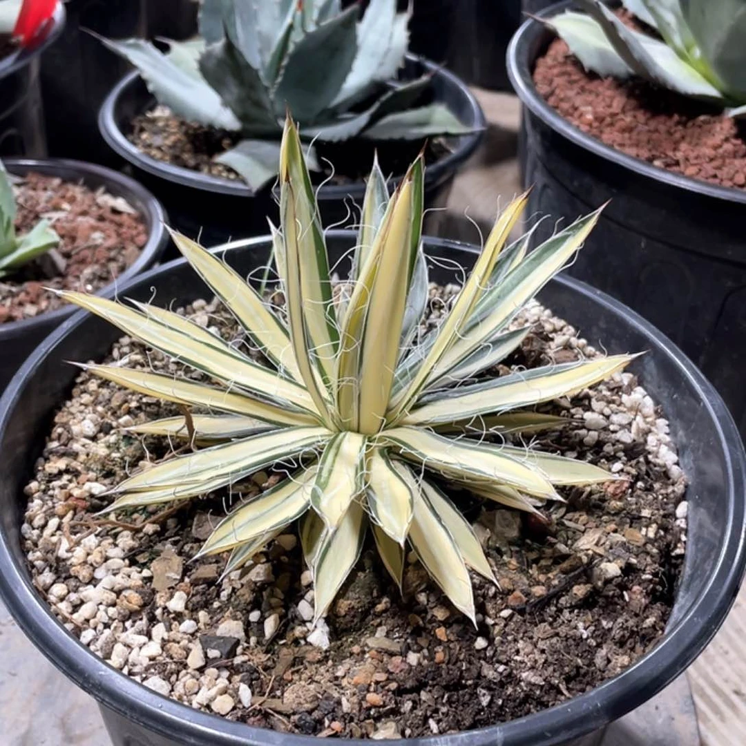 随***云无花朵龙舌兰绿色植物