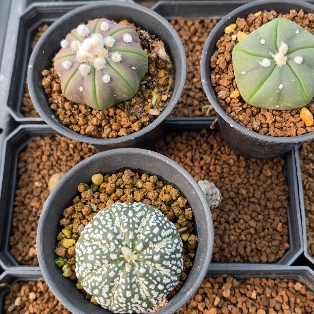 ꪝ*无刺仙人球开花了