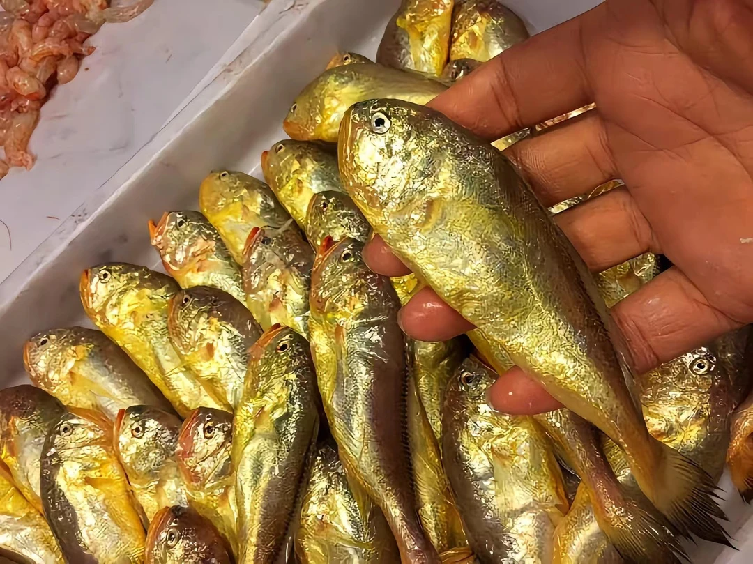 东海纯野生细鳞梅瞳鱼 中大号规格1斤25-30条