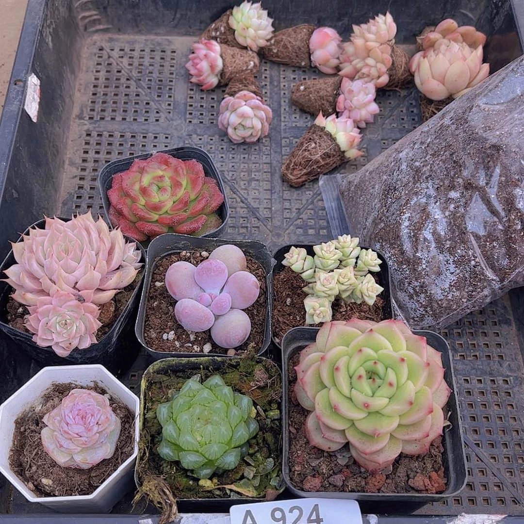 多肉924多肉植物
