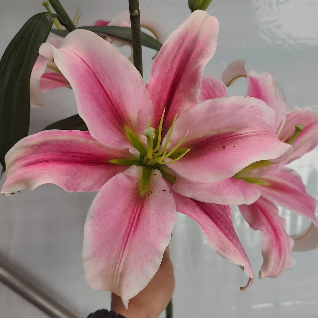 【灼华公主百合】香水百合云南鲜花一单包邮包邮 发货后不支持退款