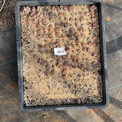 给***钟3053清框特价脱土发货