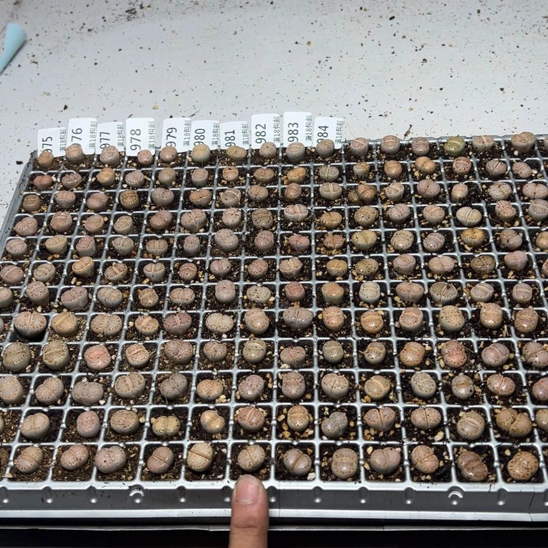 【闪购商品】 982.