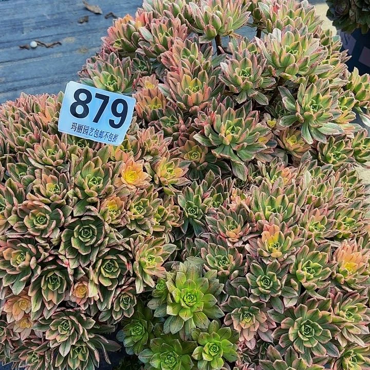 【闪购商品】879甜茶2-9三颗