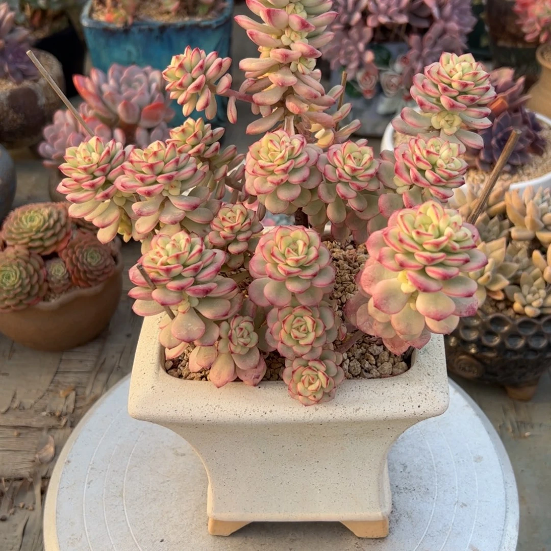 探戈48 零零多肉植物