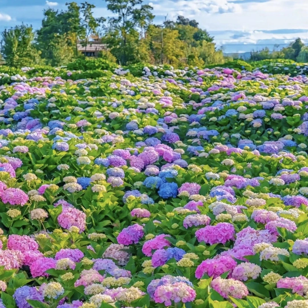 （宫廷花卉）绣球品种很多绣球专拍