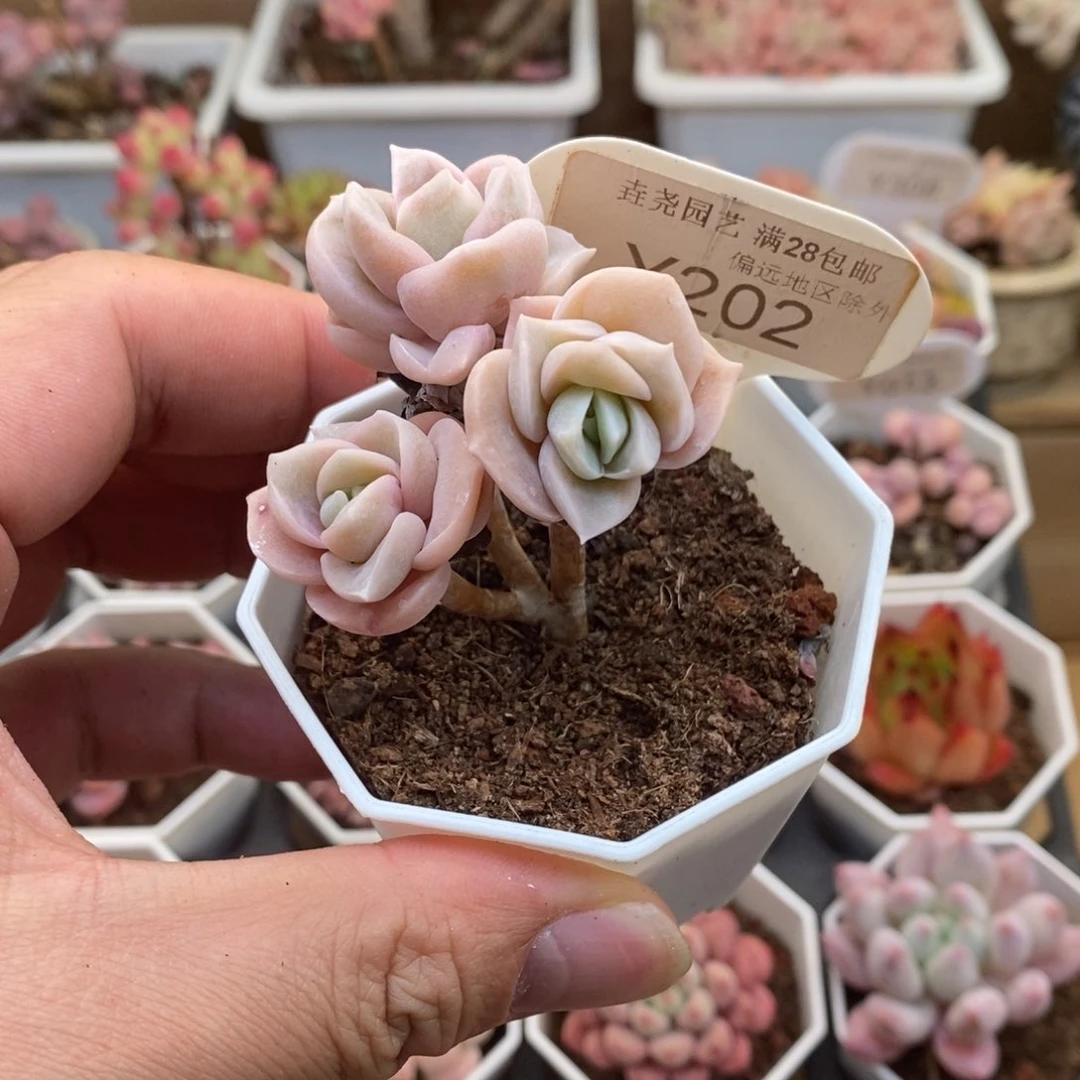 0202可爱玫瑰4.5厘米