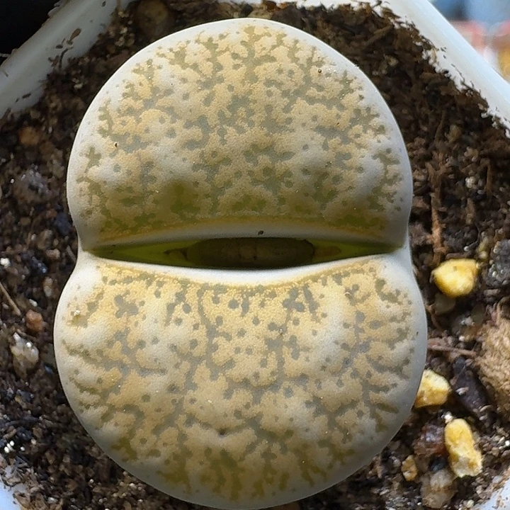 生石花111122。  365