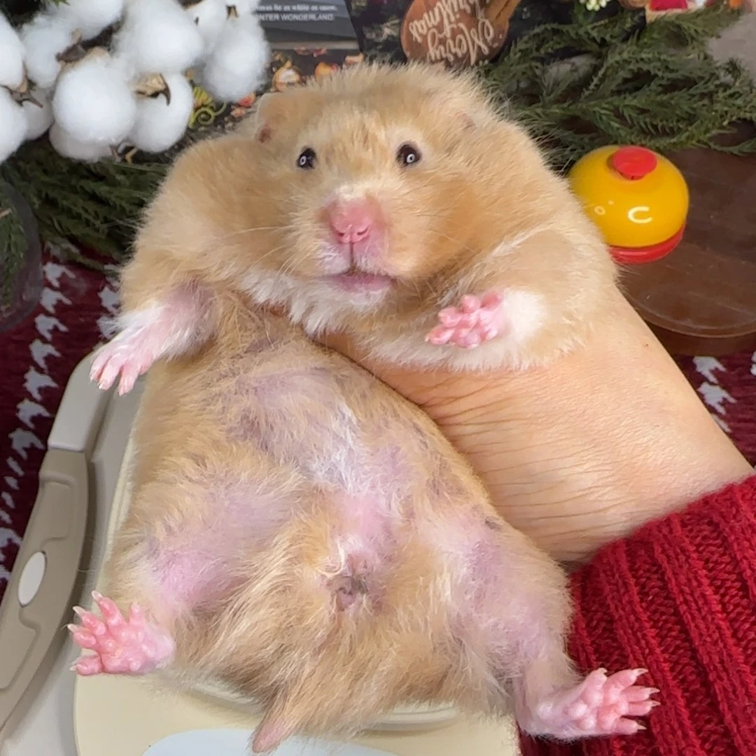 香槟妹妹195g8个月