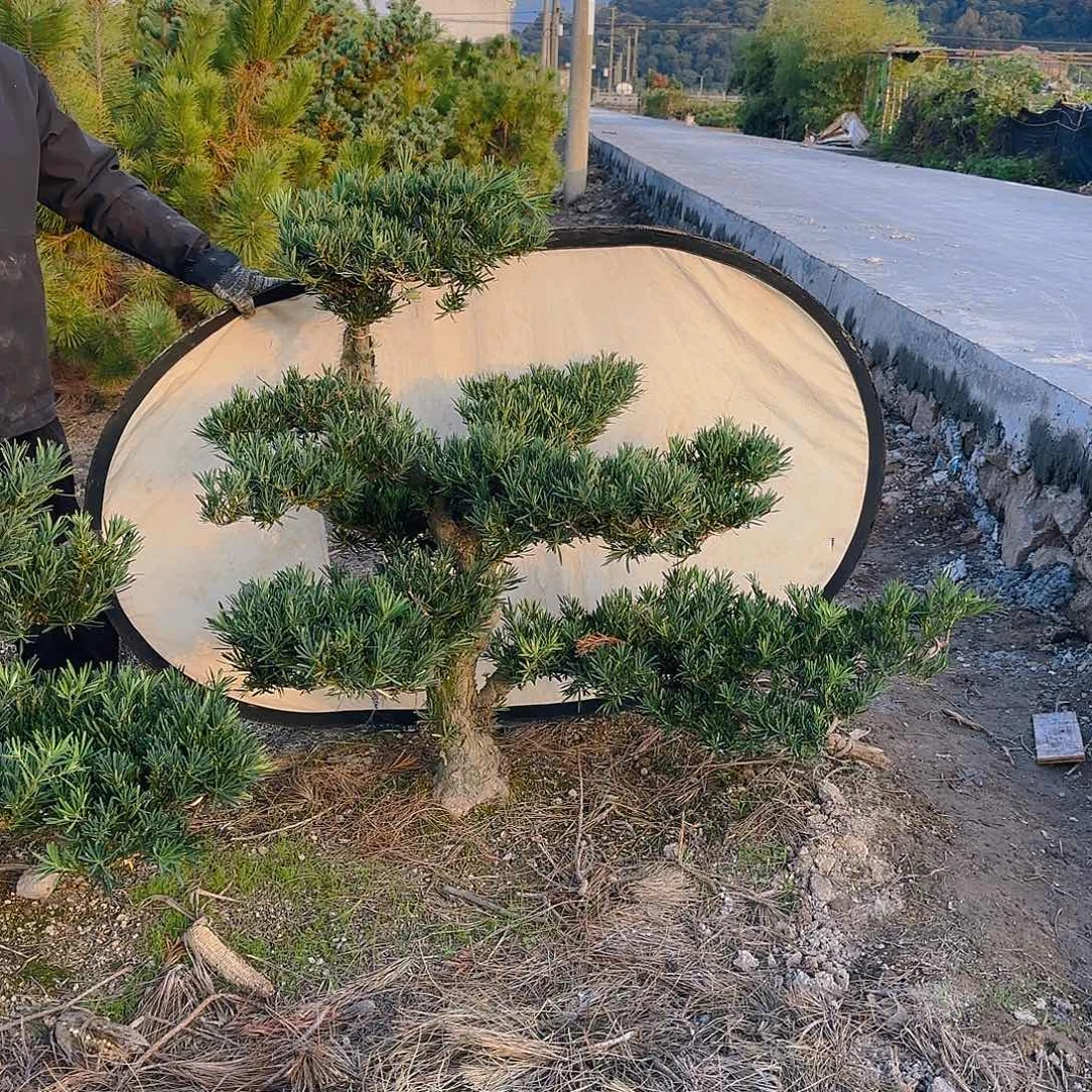 无***序无花朵罗汉松盆景艺术