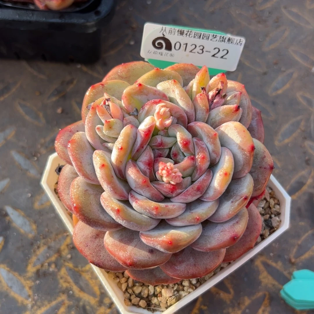 多肉一物一拍0123-22一颗