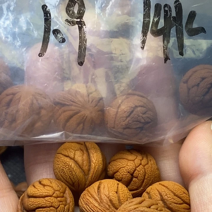 木质类秦岭山野生桃核