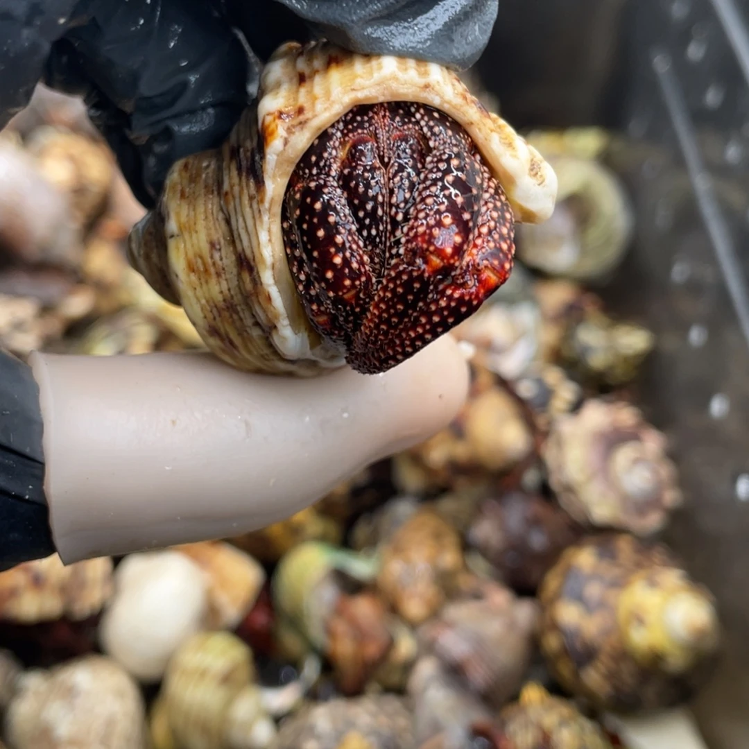 不退不换活体宠物104