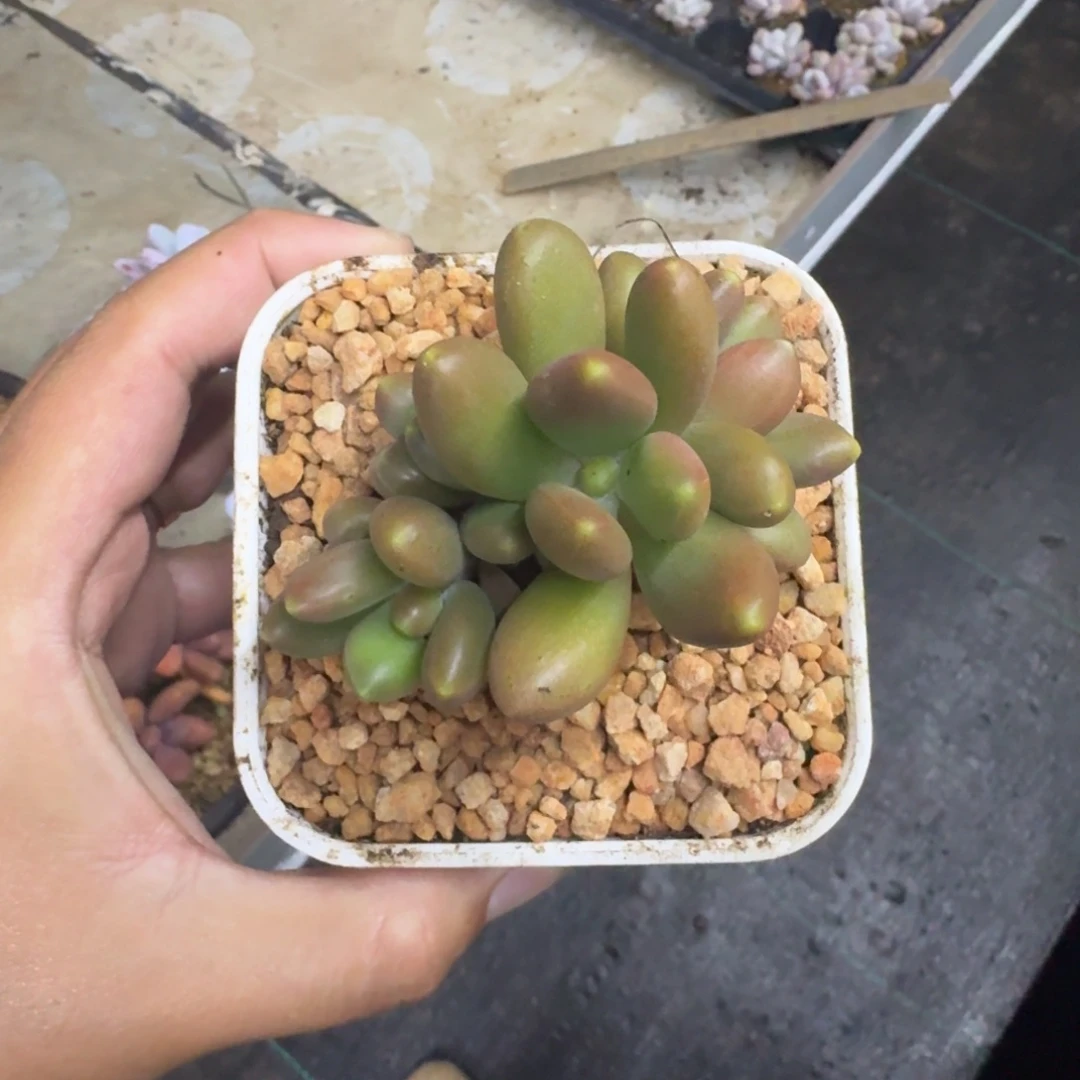 金吉拉 4头 一物一拍