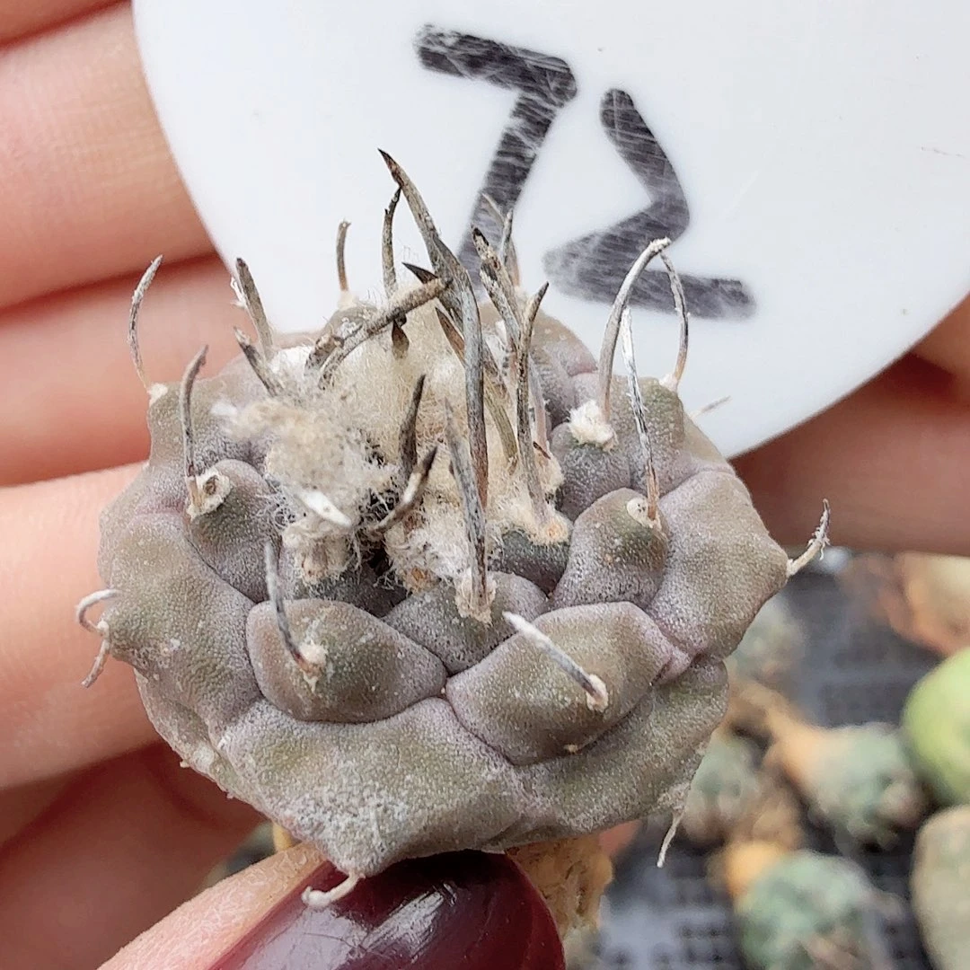 龟****72实生冬云娇丽一颗