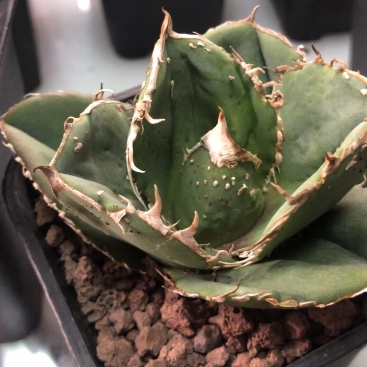 杨***」蚩尤仁王冠龙舌兰