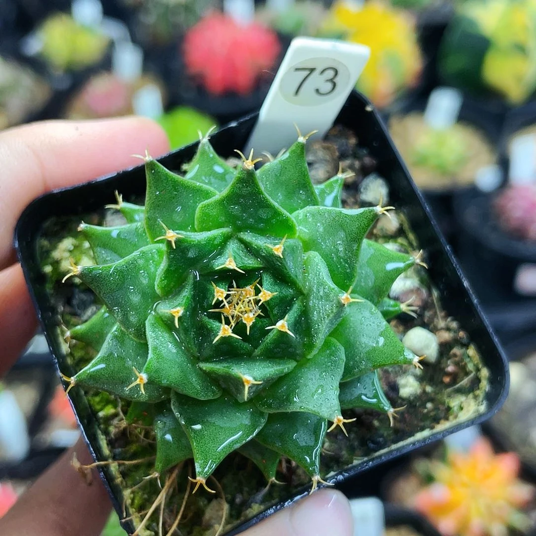 非偏远地区满25包邮仙人球裸根