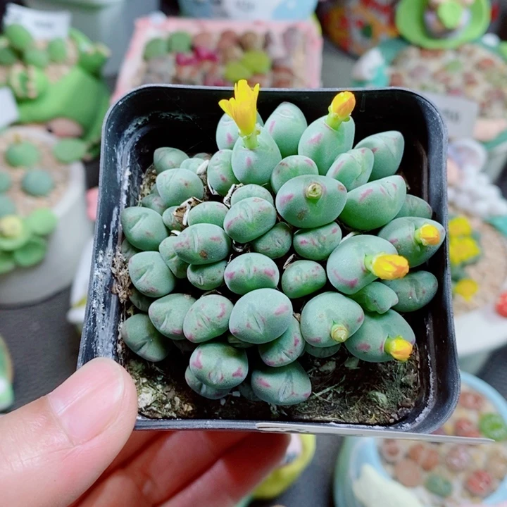 生石花花花花花花148