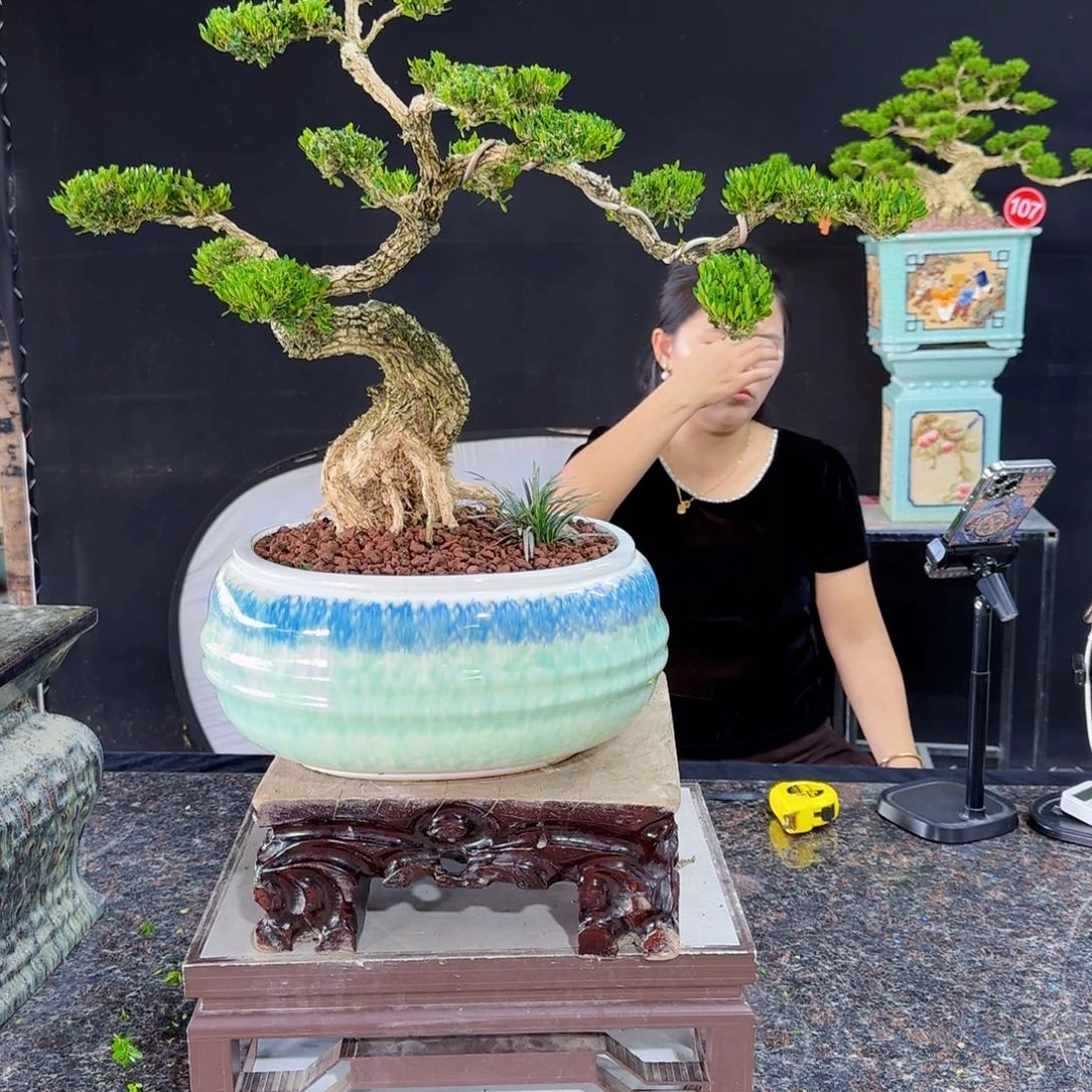 当前无花朵，栽培后可花朵你*