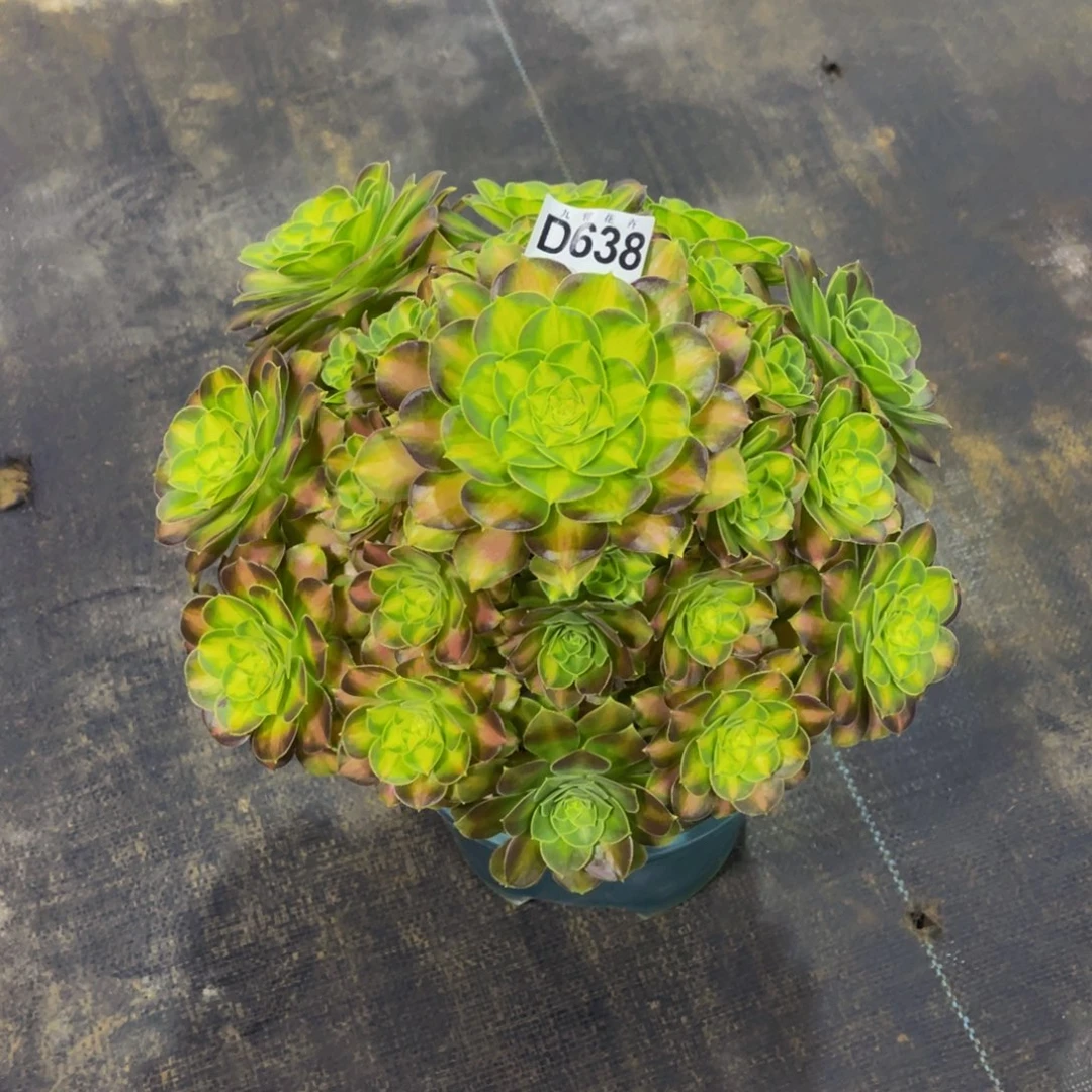 63800韶华福利一颗