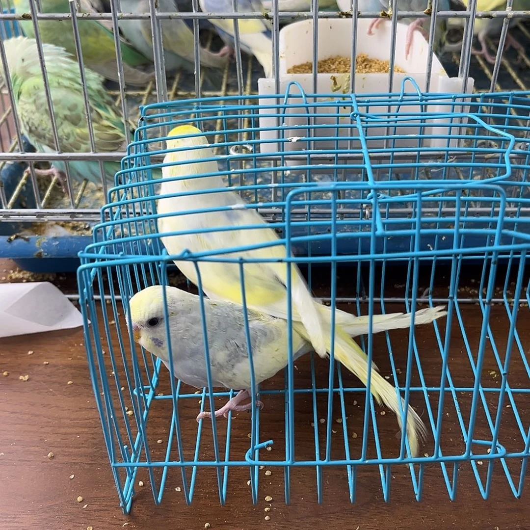 虎皮鹦鹉金彩鹦鹉