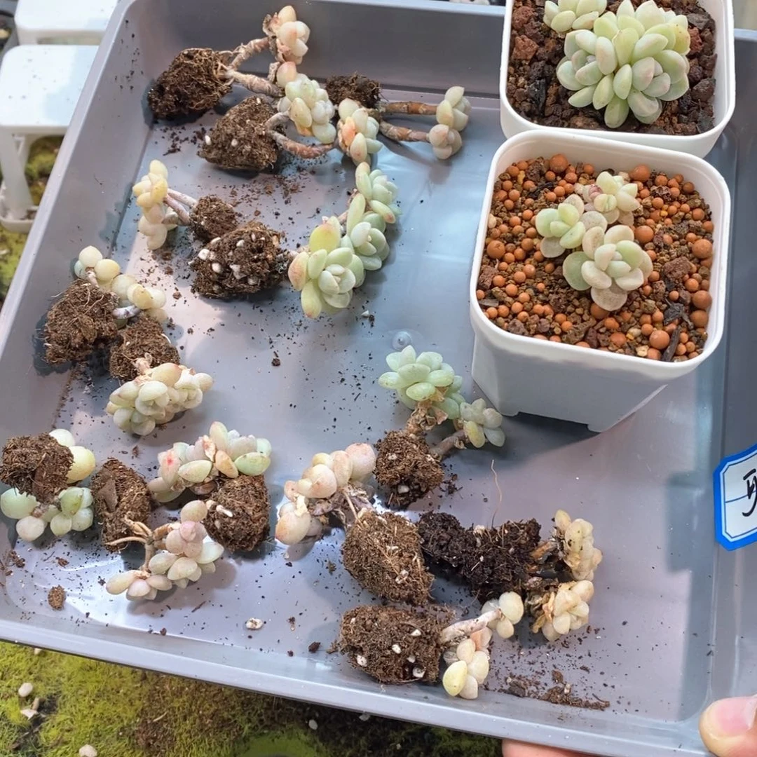 可*兔可乐兔十三棵冰玉自选专拍