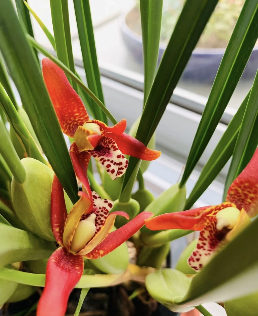 咖啡兰 （小盆）  浓香型盆栽室内阳台好养花期长  云南鲜花绿植