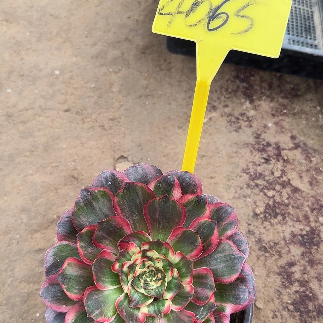 4065--纳福多头多肉