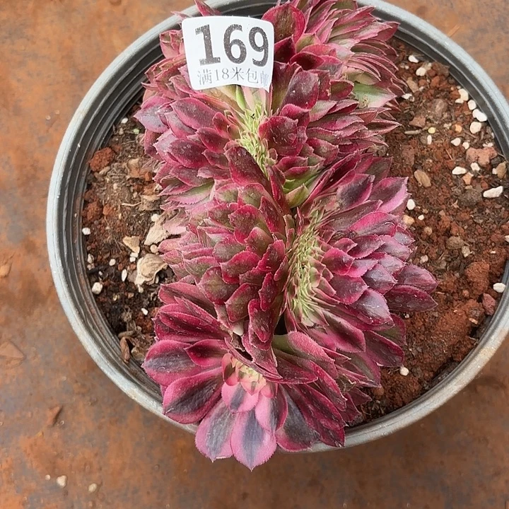 169倾城缀化掌心多肉法师锦