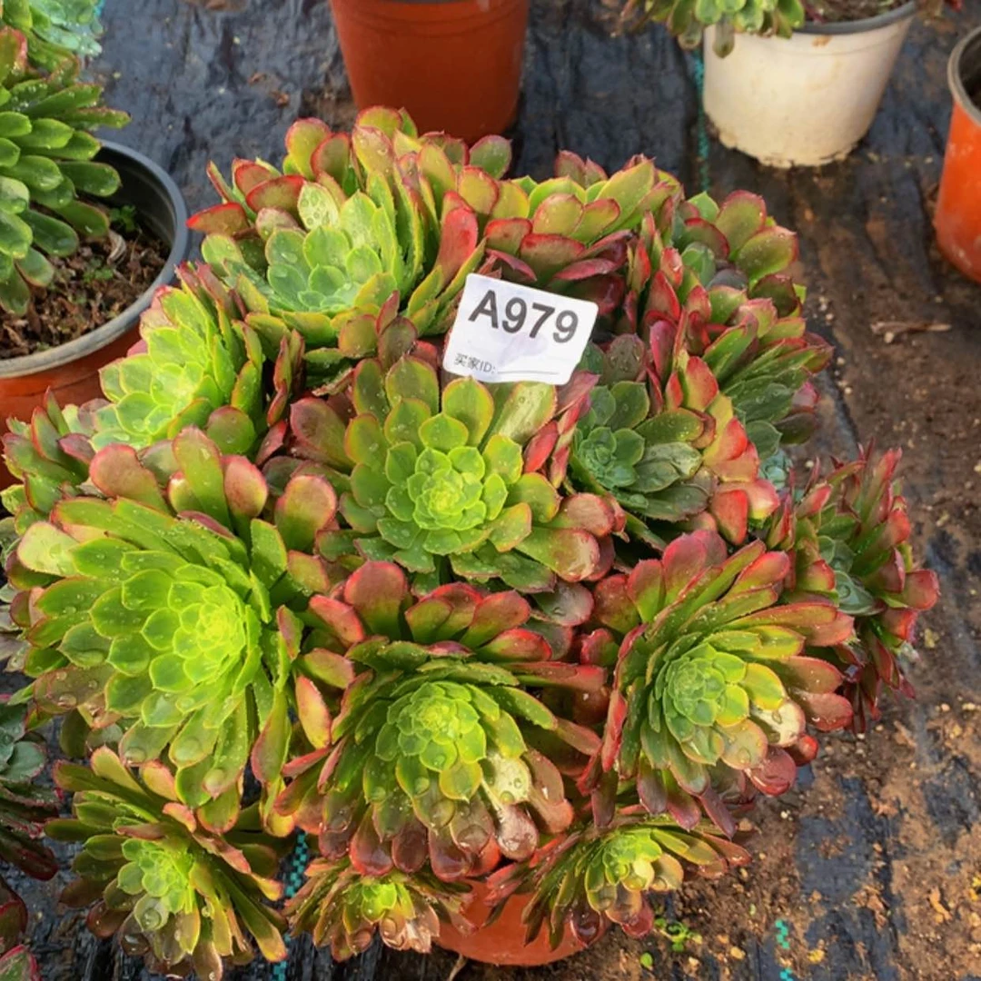 【闪购商品】979嘉年华