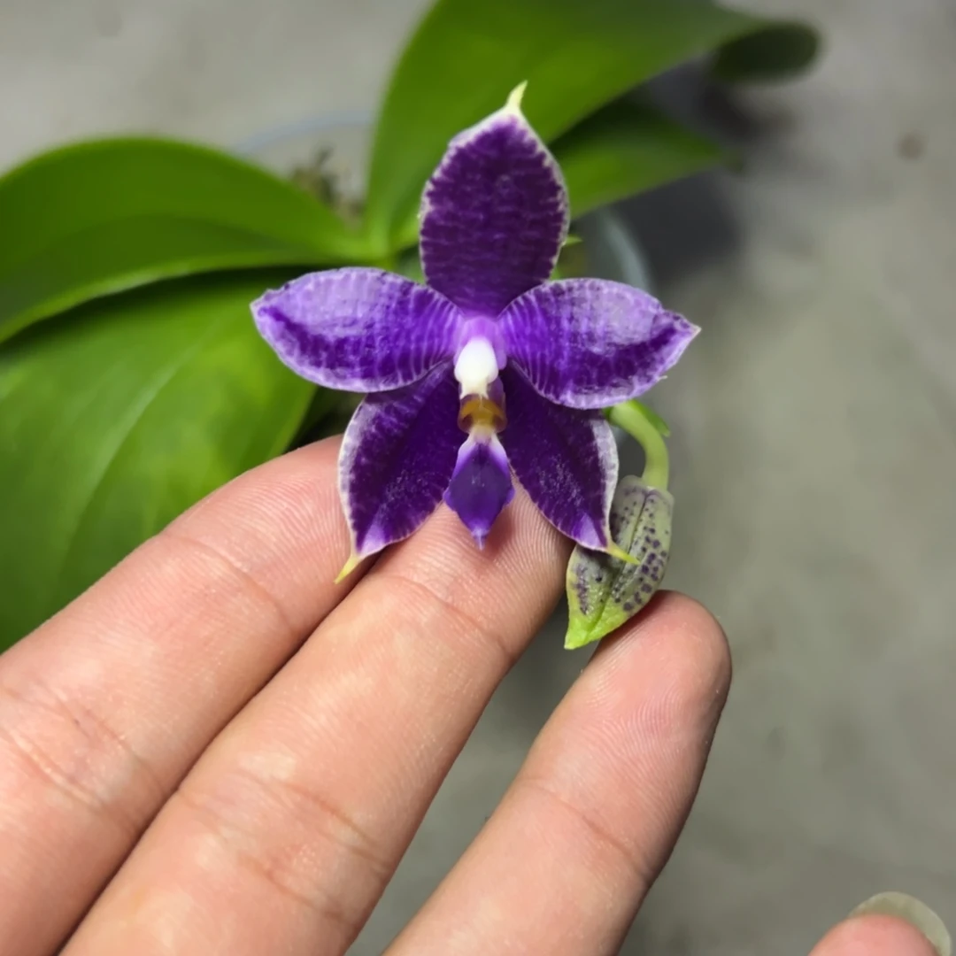 完全开放l668三寸柳林3620