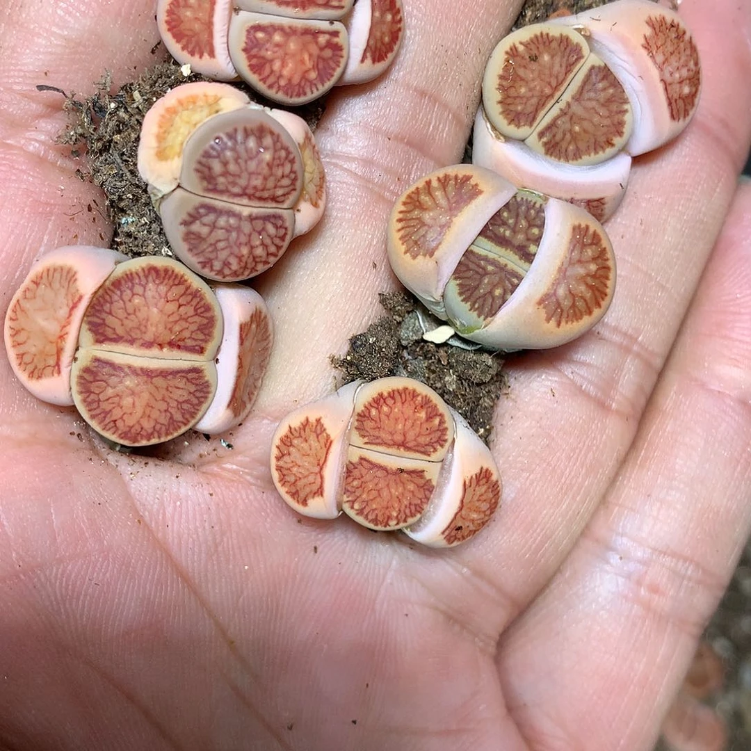 W913多肉植物保护