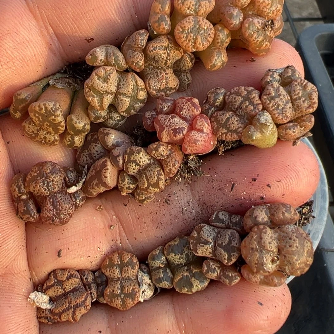 19-63肉锥多肉植物，