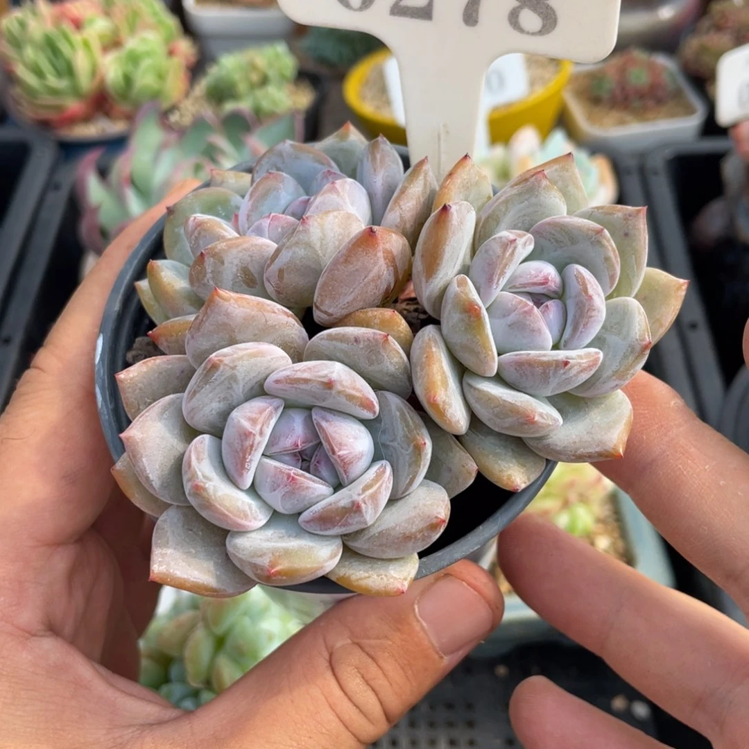 嘴****座0278星影不带盆9厘米