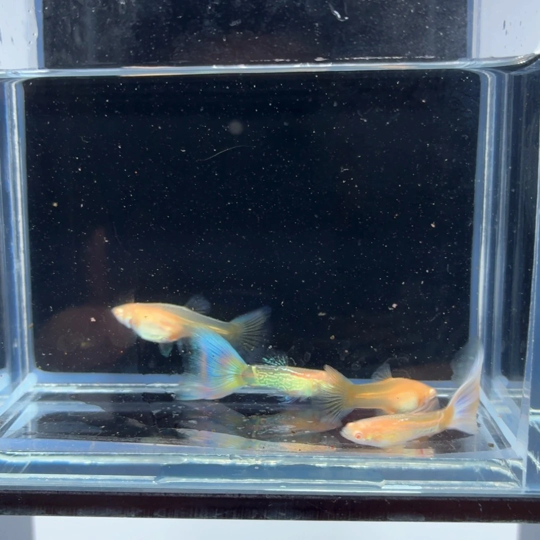 孔雀鱼幻彩蕾丝练手两对（16）