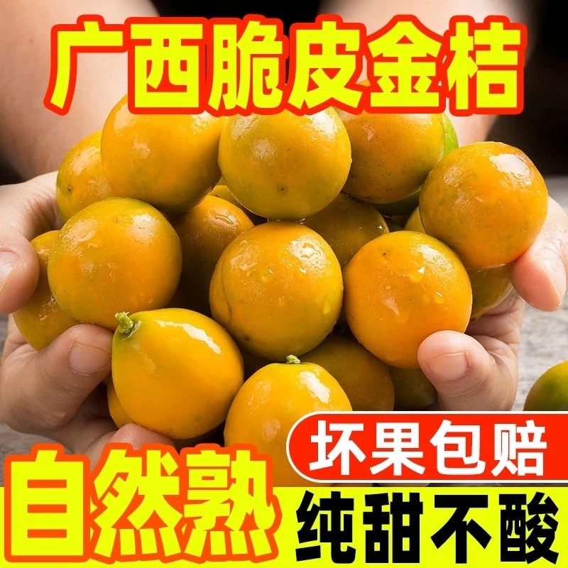 桂林阳朔金桔秋季广西当季脆皮金桔新鲜小橘子连皮吃应季新鲜金橘