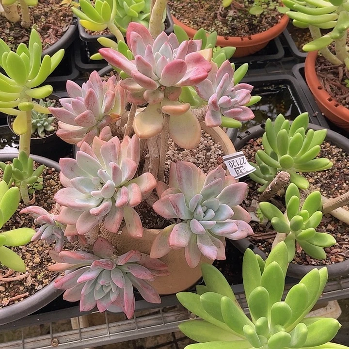 奥普27120多肉植物