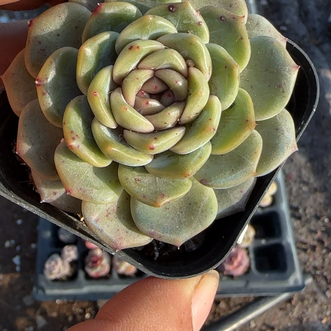 多肉小卡拉米糖心一物一拍