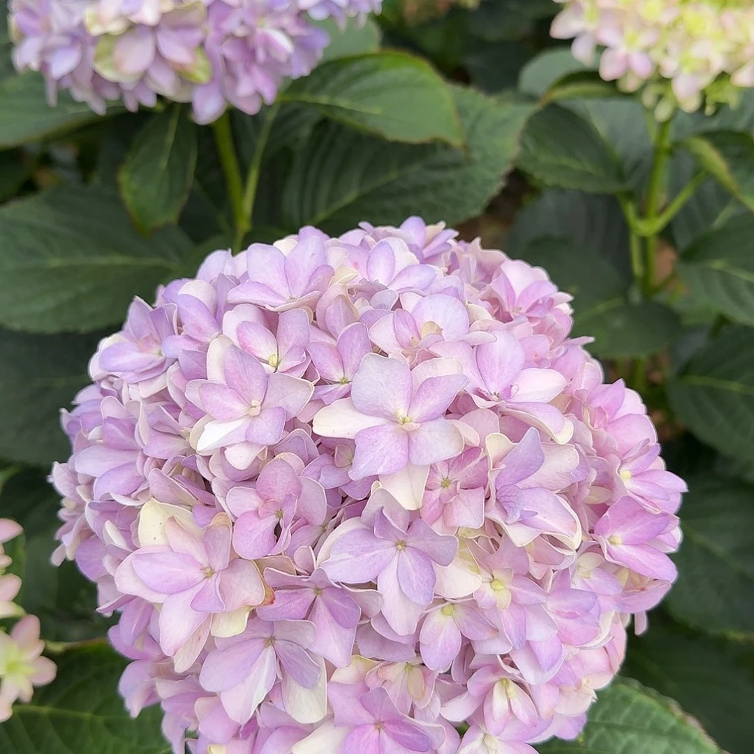 大部分花苞少量开放108