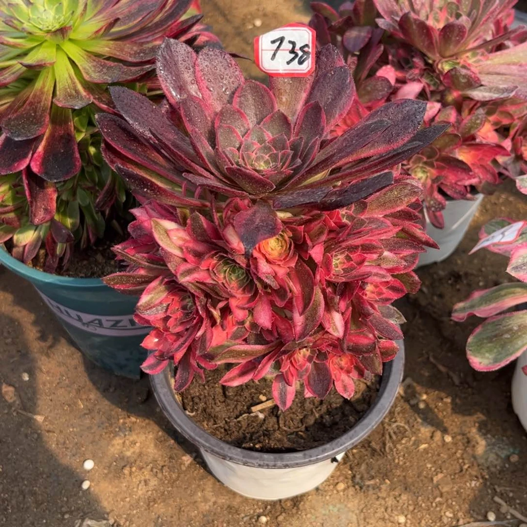 738多肉植物黑魔锦带嫁接木