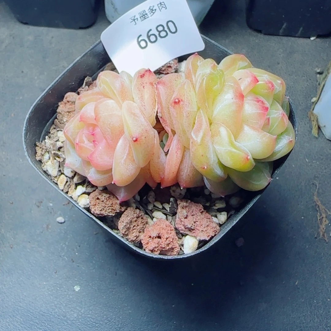 绿澜珍妮，6680多肉植物