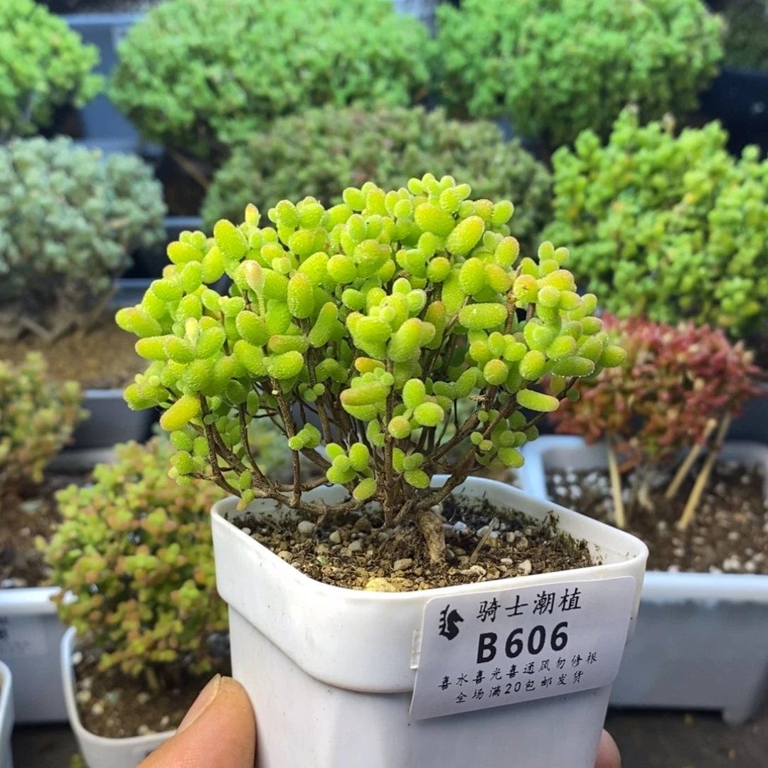 606金桔糖球造型桩