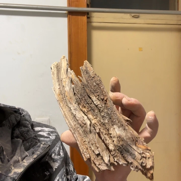 板***哥木太行崖柏太行崖柏