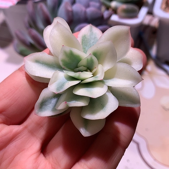 寒酥锦腹轮锦锦锦锦