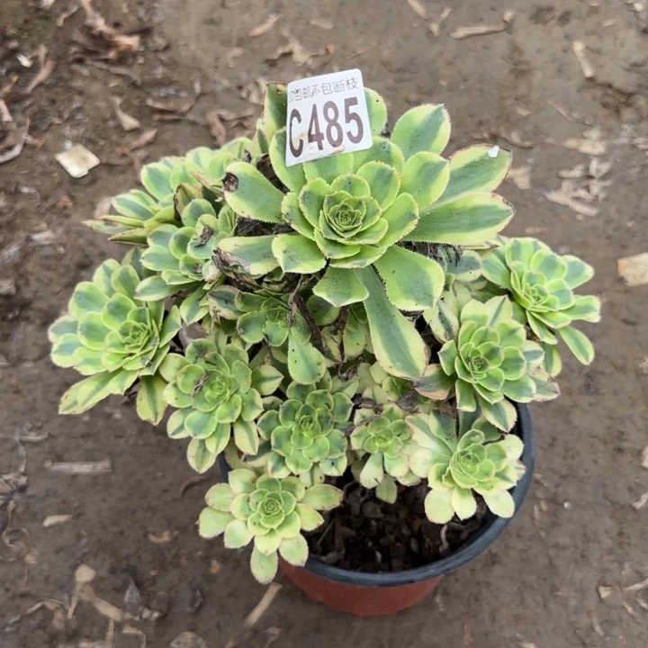 白兰地……多肉植物……
