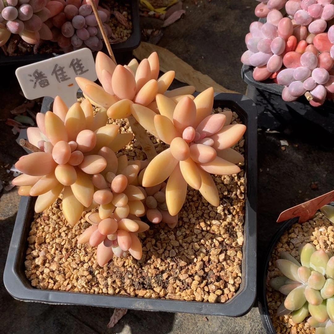 牙***）白兰地全状态7272727272727