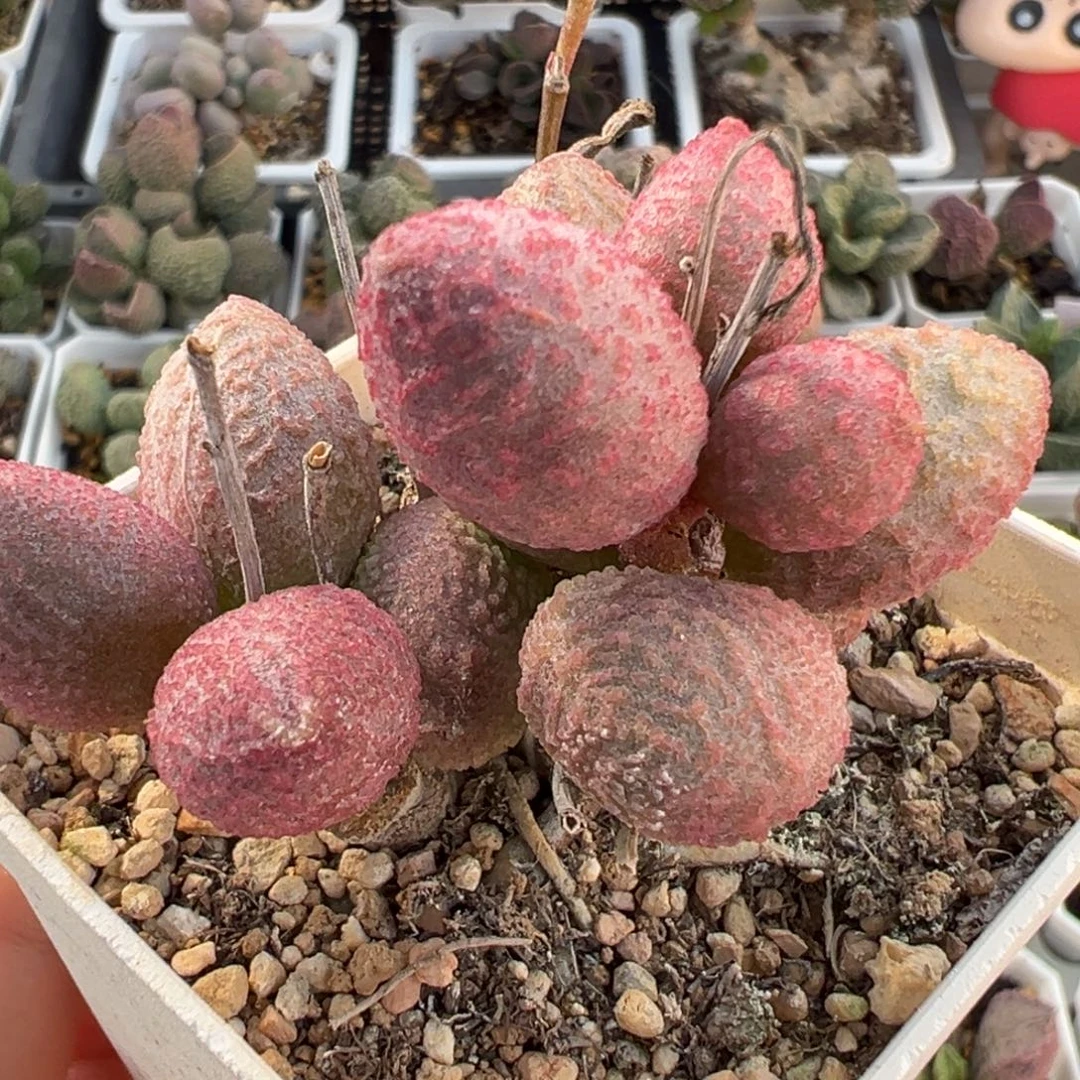 腹部系138号多头纯木质桩多肉植物